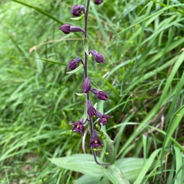 Epipactis atrorubens Kvet