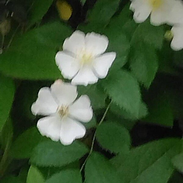 Rosa multiflora Flower