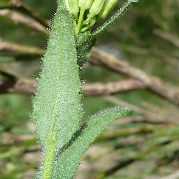 Arabis hirsuta Blad