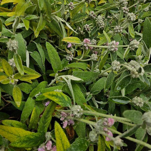 Phlomis purpurea Buveinė