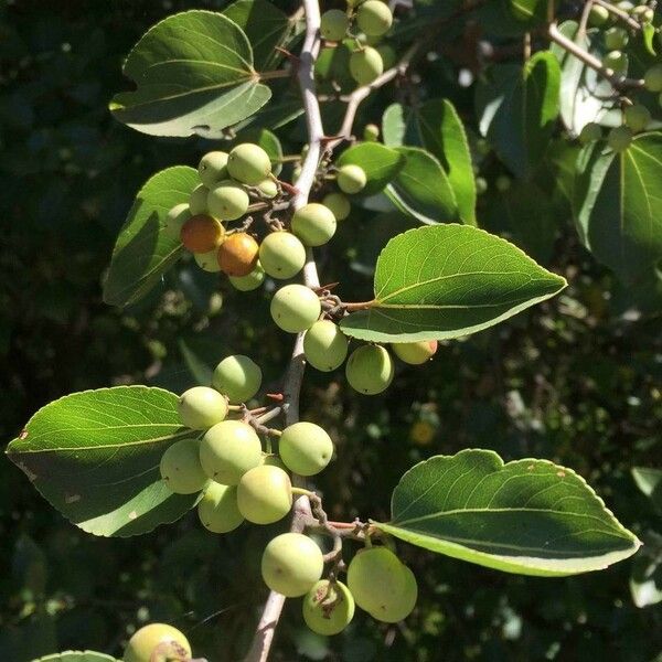 Ziziphus mucronata Fruit