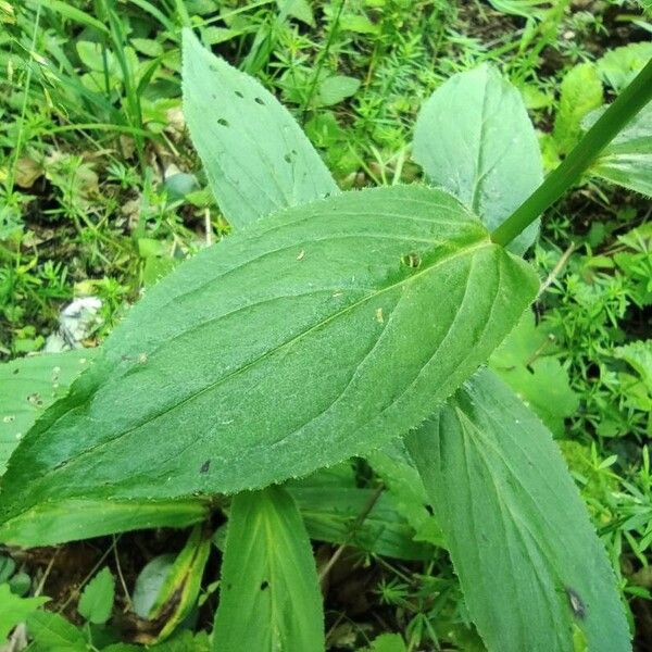 Digitalis grandiflora Hoja