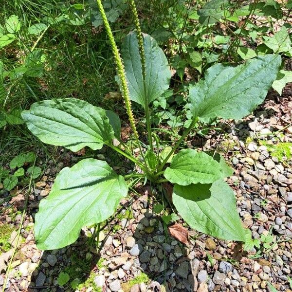 Plantago major Hostoa