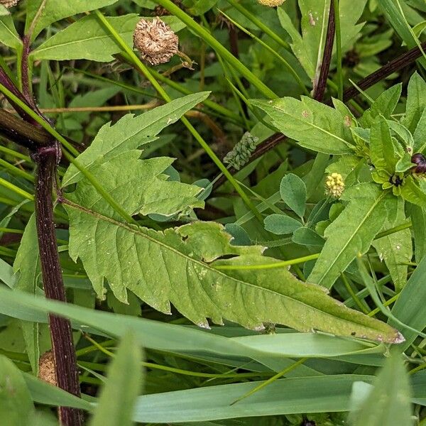 Bidens tripartita Лист