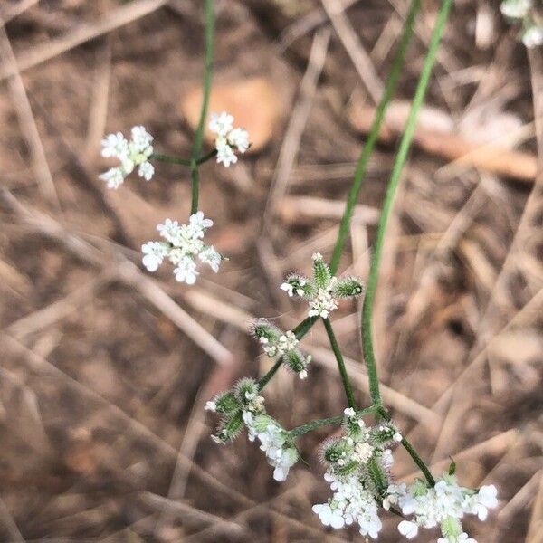 Torilis arvensis 花