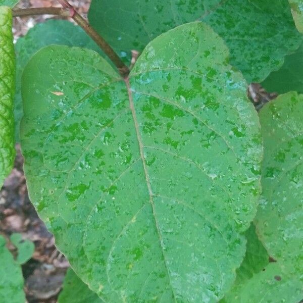 Reynoutria sachalinensis Folha