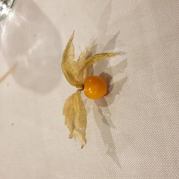 Physalis peruviana 果實