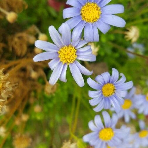 Aster amellus Flower