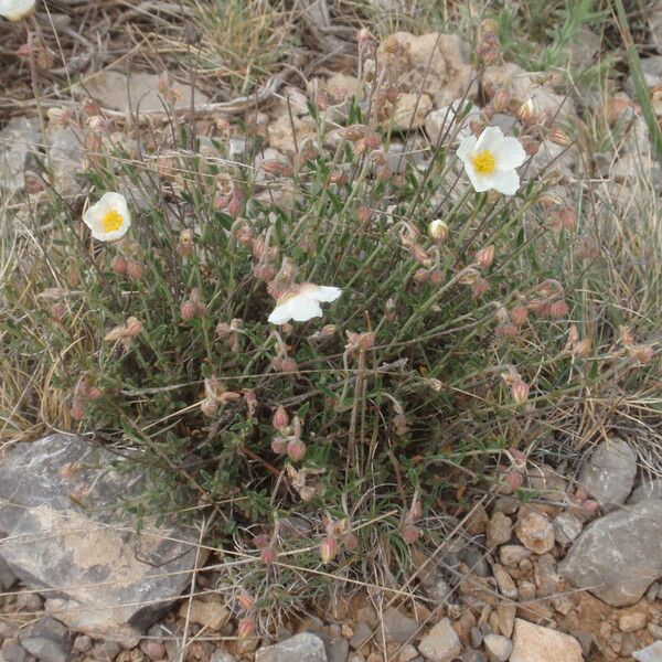 Helianthemum almeriense Flower