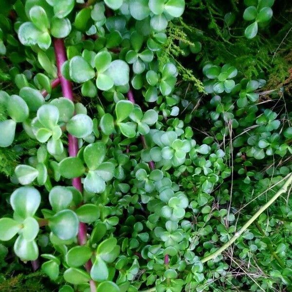 Portulacaria afra Fulla