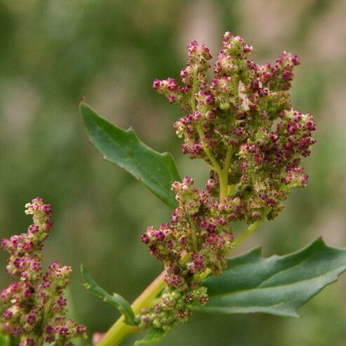 Chenopodium berlandieri Froito