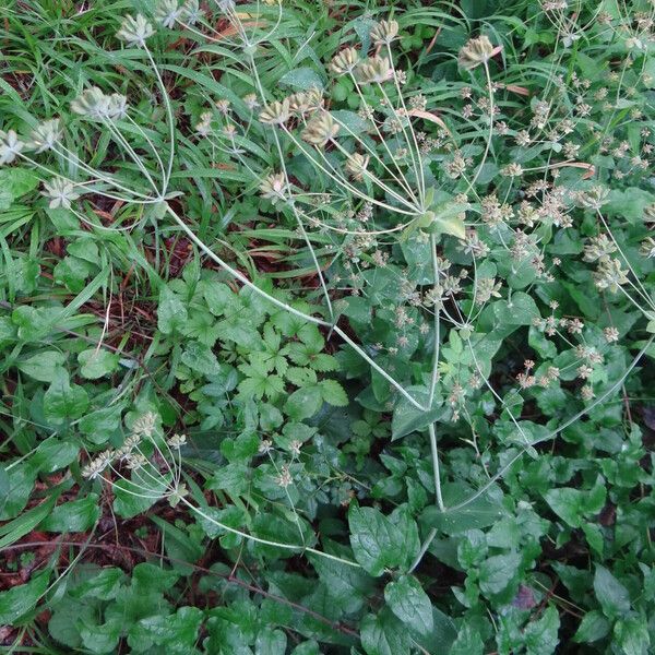 Bupleurum longifolium Fruchs