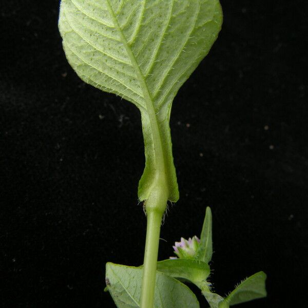 Persicaria nepalensis Hábito