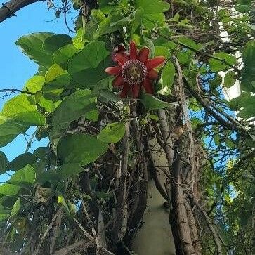 Passiflora alata Habitat