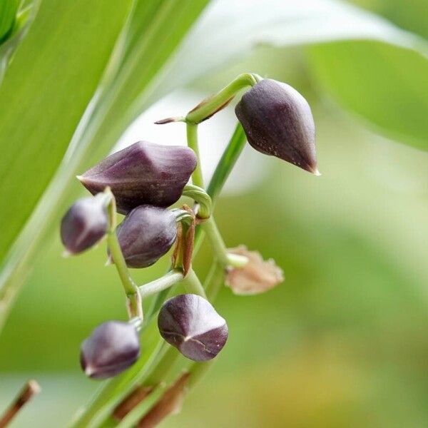 Zygopetalum maculatum Muu