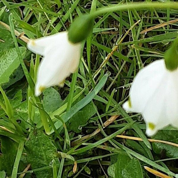 Leucojum aestivum 花