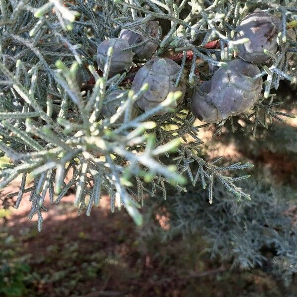 Cupressus arizonica Fruto