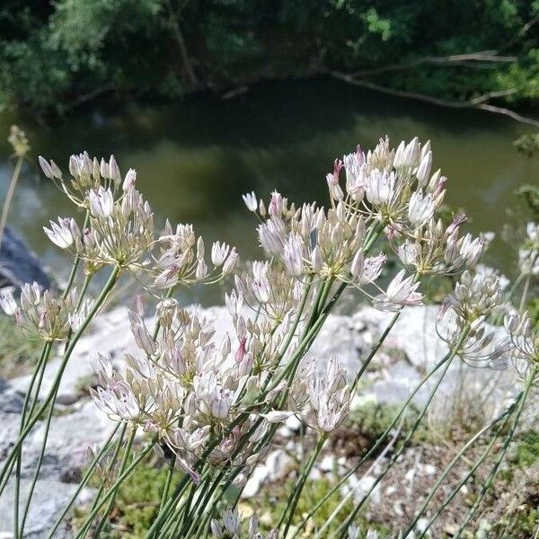 Allium moschatum Çiçek