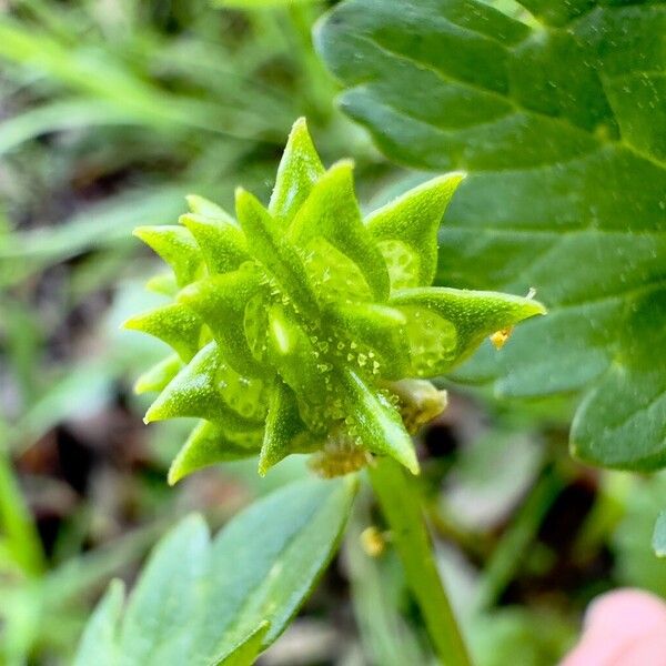 Ranunculus muricatus Vaisius