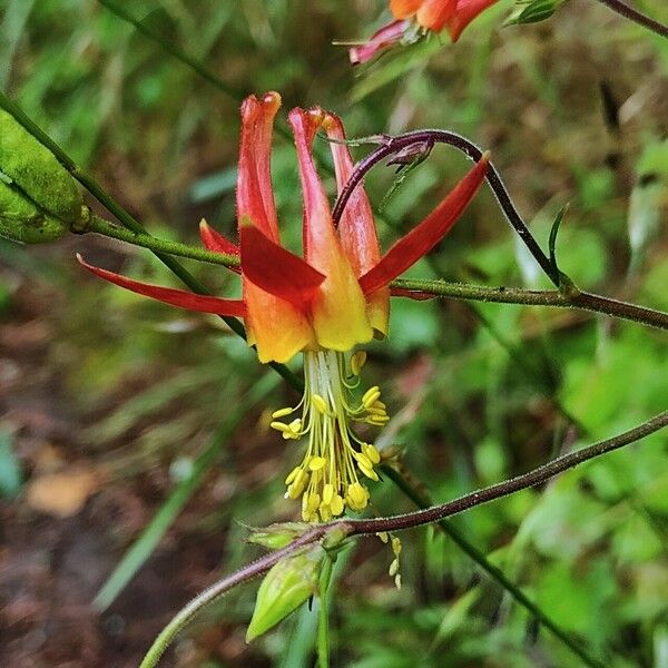 Aquilegia formosa Flor