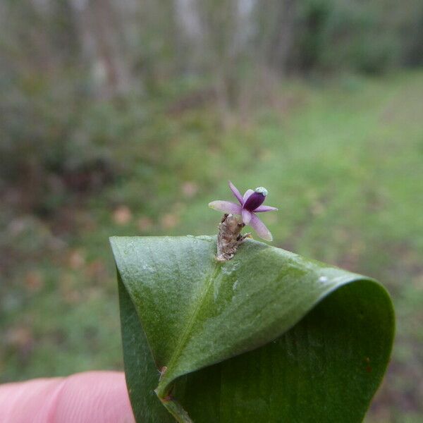 Ruscus aculeatus Цвят