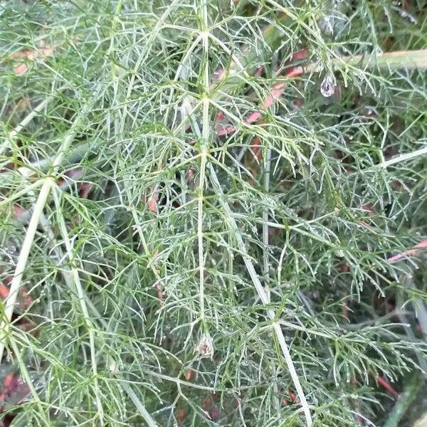 Foeniculum vulgare Lapas