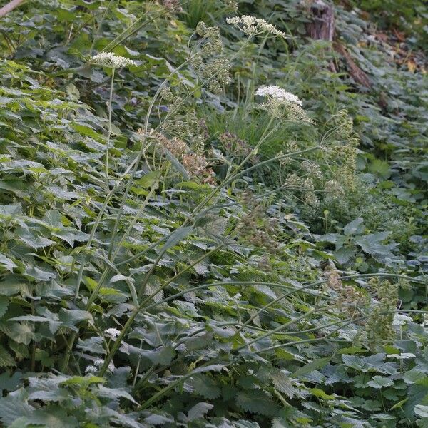 Heracleum sphondylium Habit