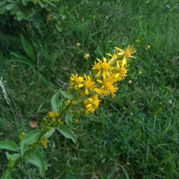 Solidago virgaurea Flower