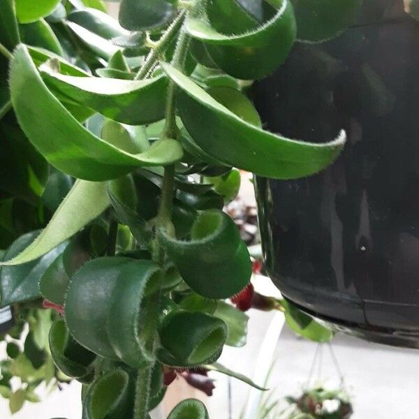 Aeschynanthus radicans Leaf