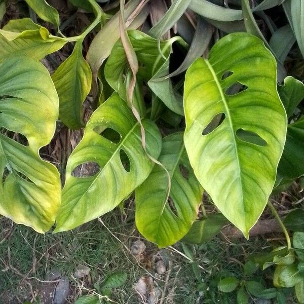 Monstera obliqua ഇല