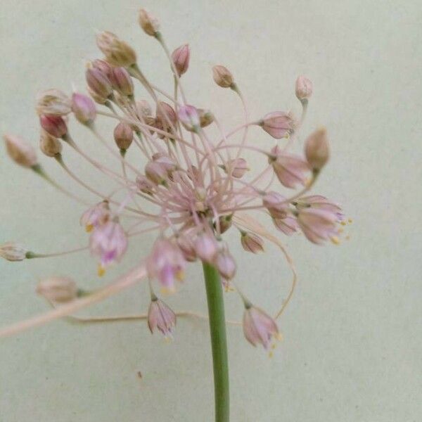 Allium paniculatum Flower