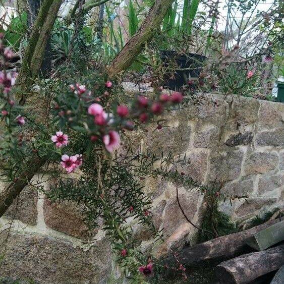 Leptospermum scoparium Лист