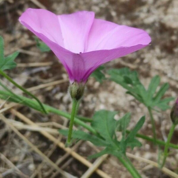 Convolvulus althaeoides Blüte