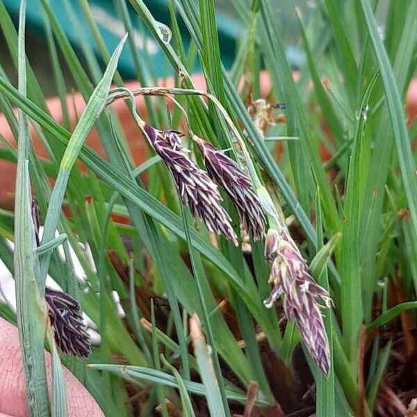 Carex atrofusca Квітка