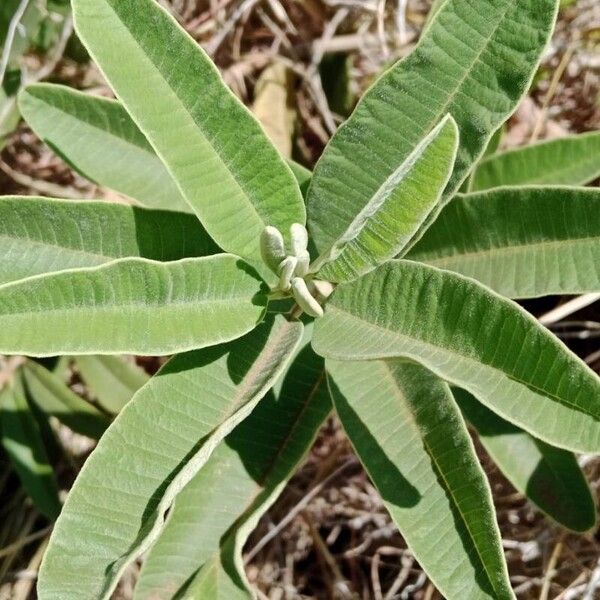 Ozoroa insignis Blad