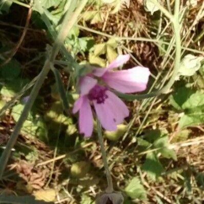 Althaea cannabina 花