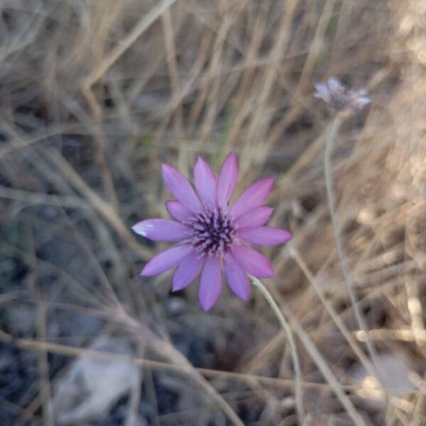 Xeranthemum annuum പുഷ്പം