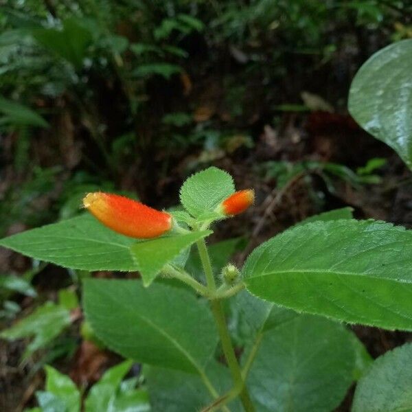 Kohleria tubiflora Flower