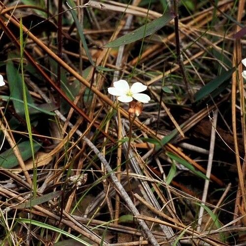 Drosera brevifolia موطن