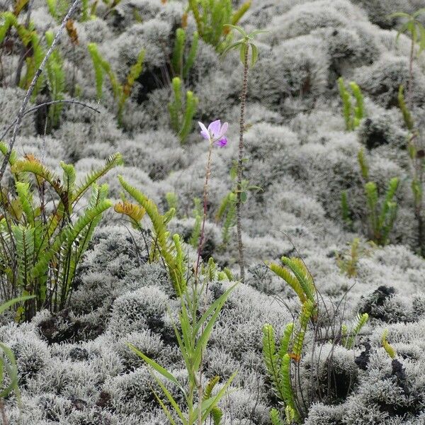 Arundina graminifolia Habit