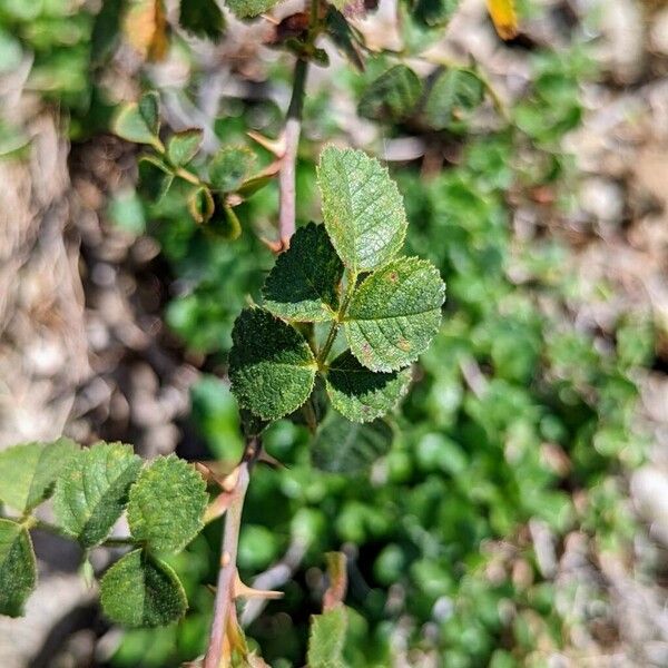 Rosa pulverulenta Leaf