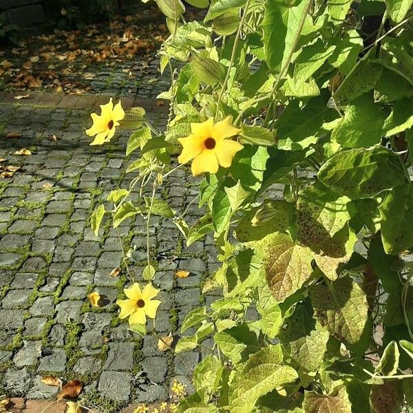 Thunbergia alata Blomst