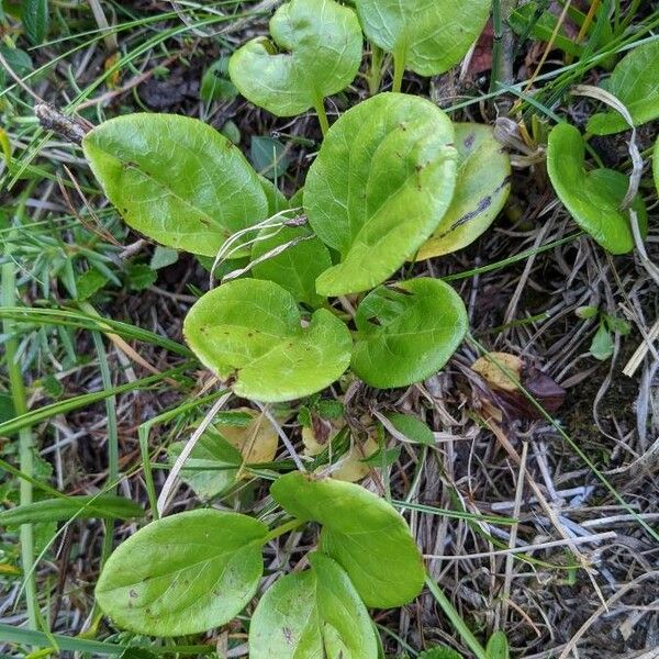 Pyrola rotundifolia Leaf