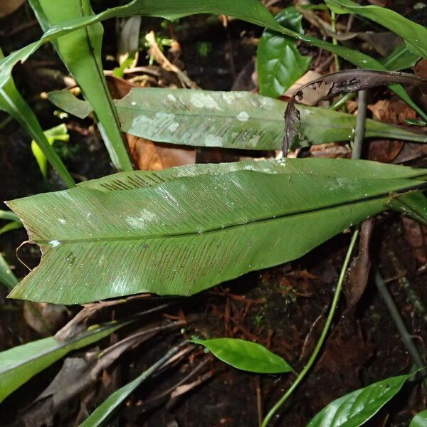 Asplenium africanum Hoja