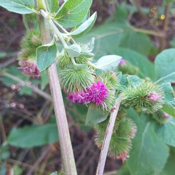 Arctium minus പുഷ്പം