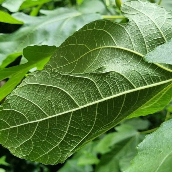 Ficus carica Leaf