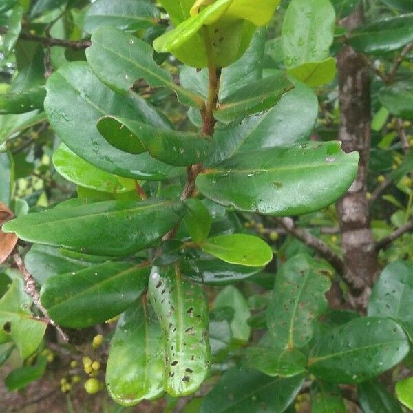 Austrobuxus carunculatus Foglia