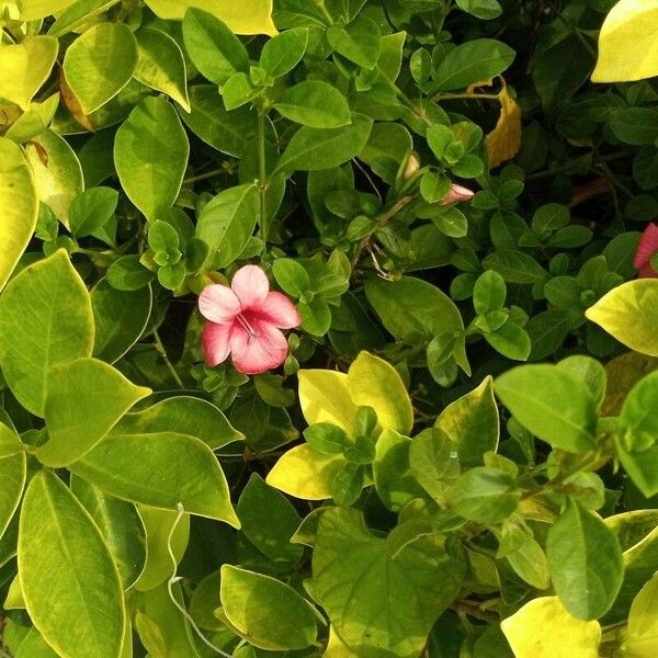 Barleria repens Fleur