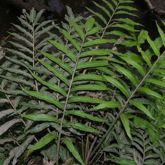 Thelypteris angustifolia (Broadleaf maiden fern)