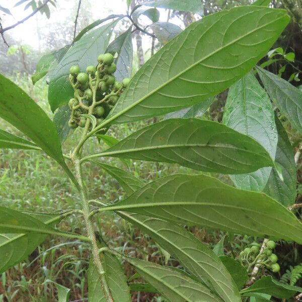 Solanum rugosum Leaf